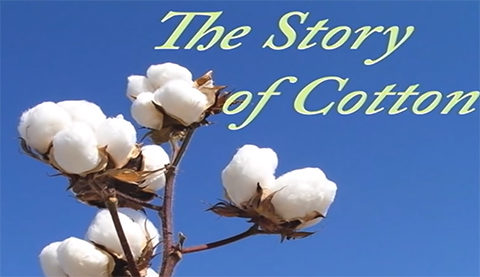 Cotton’ story